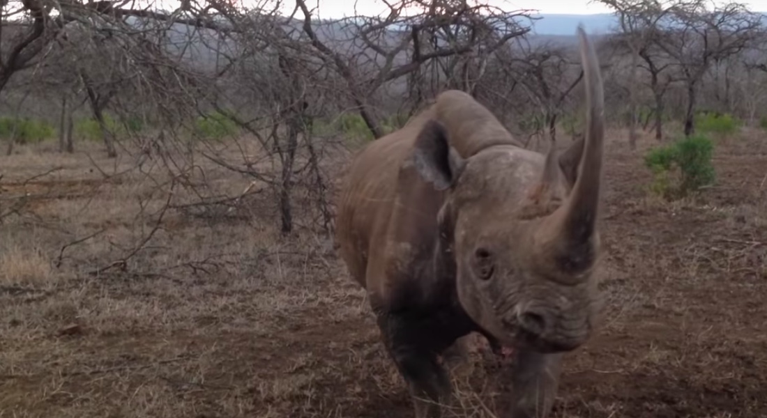 VIDEO: Rinoceronte negro embiste auto en parque de conservación