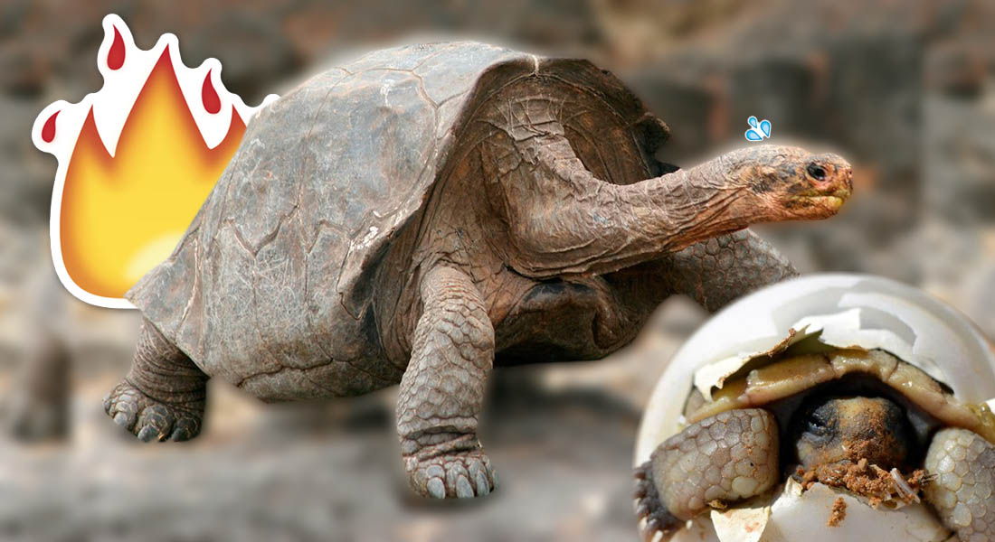 Diego, la tortuga que “le puso” con ganas y salvó a su especie