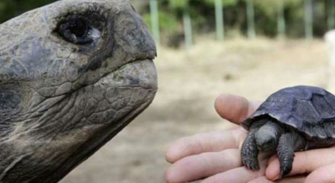 Luego de cien años, nacen tortugas en las Islas Galápagos