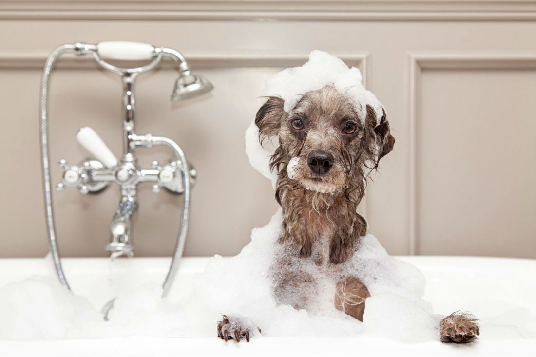 ¿Sabías que bañar a tu perro en invierno afecta su salud?