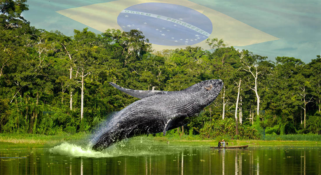VIDEO: Encuentran restos de ballena jorobada en medio de la selva