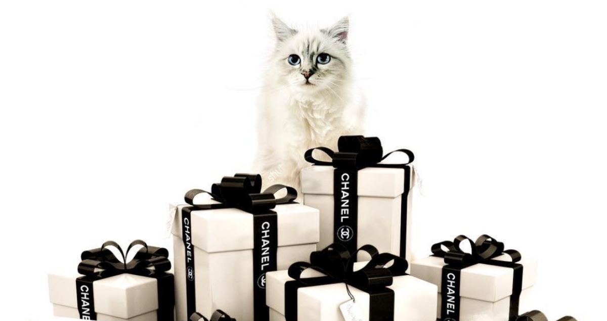 Ella es Choupette, la gatita heredera de la fortuna de Karl Lagerfeld