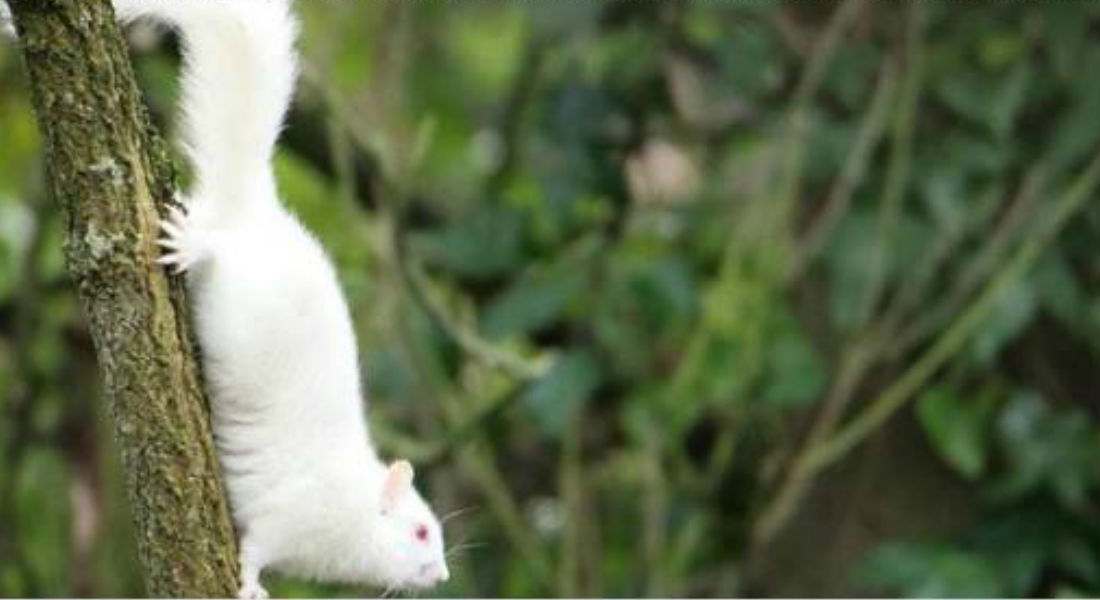 Descubren ardilla albina extremadamente rara en el Reino Unido