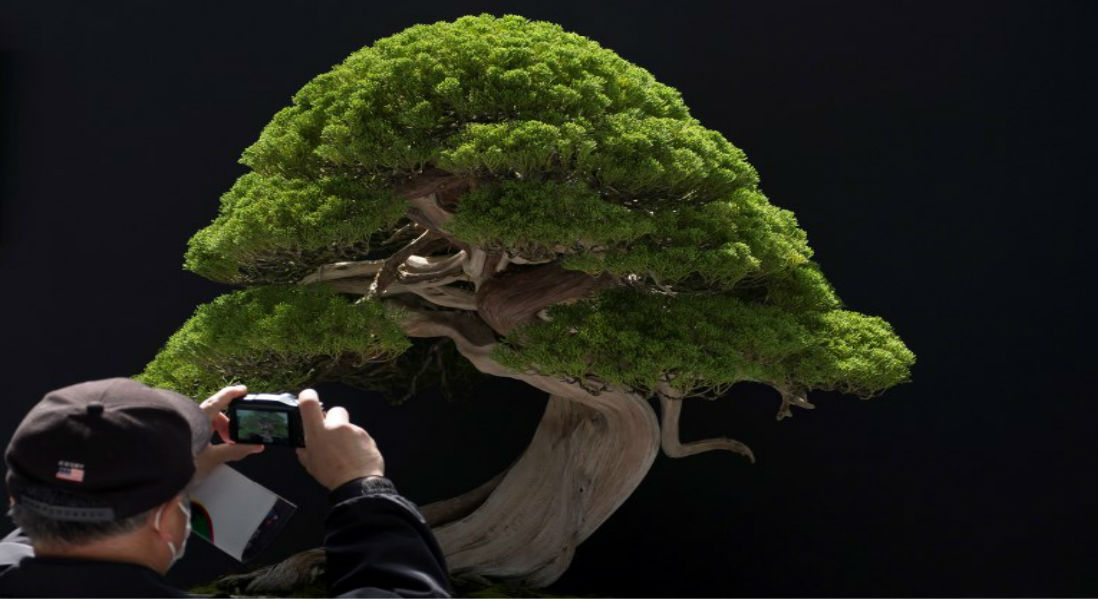 Jardinero japonés denuncia asalto de bonsáis centenarios