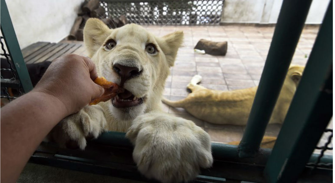 En Gaza, zoo promociona jugar con leona sin garras