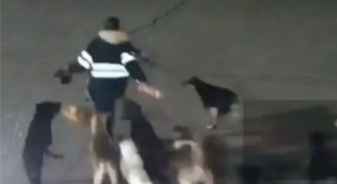 VIDEO: Jauría de perros priva de la vida a una mujer en Tecámac