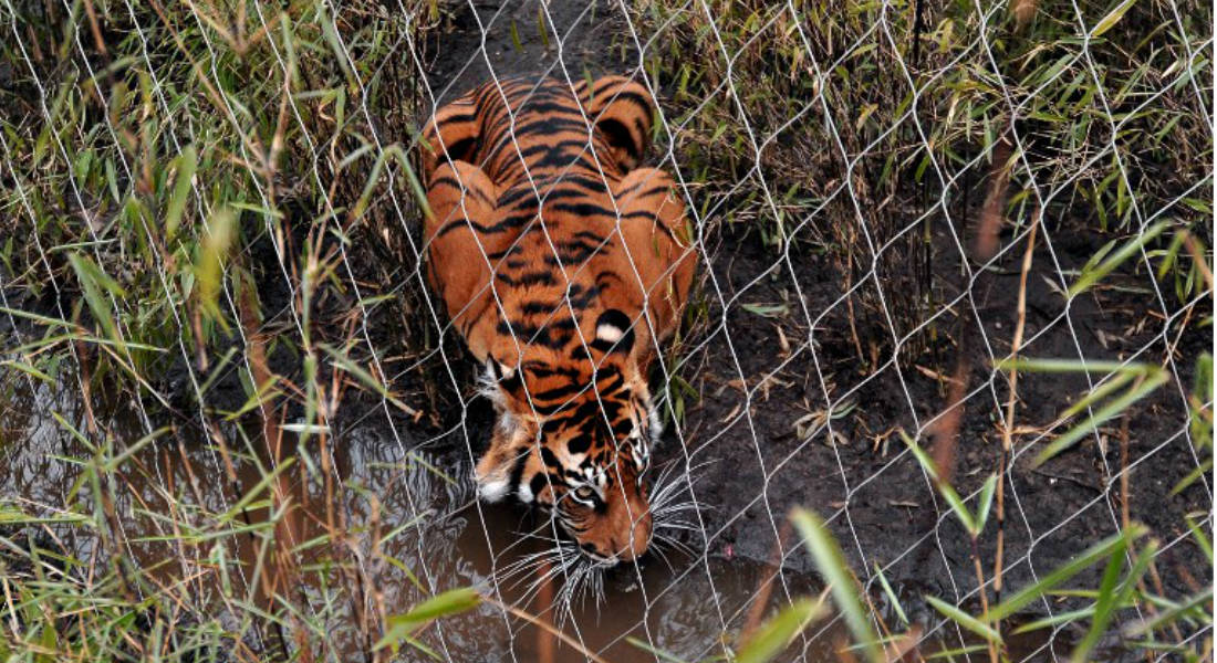 La triste historia de una tigresa abatida por enfrentarse con otro de su especie
