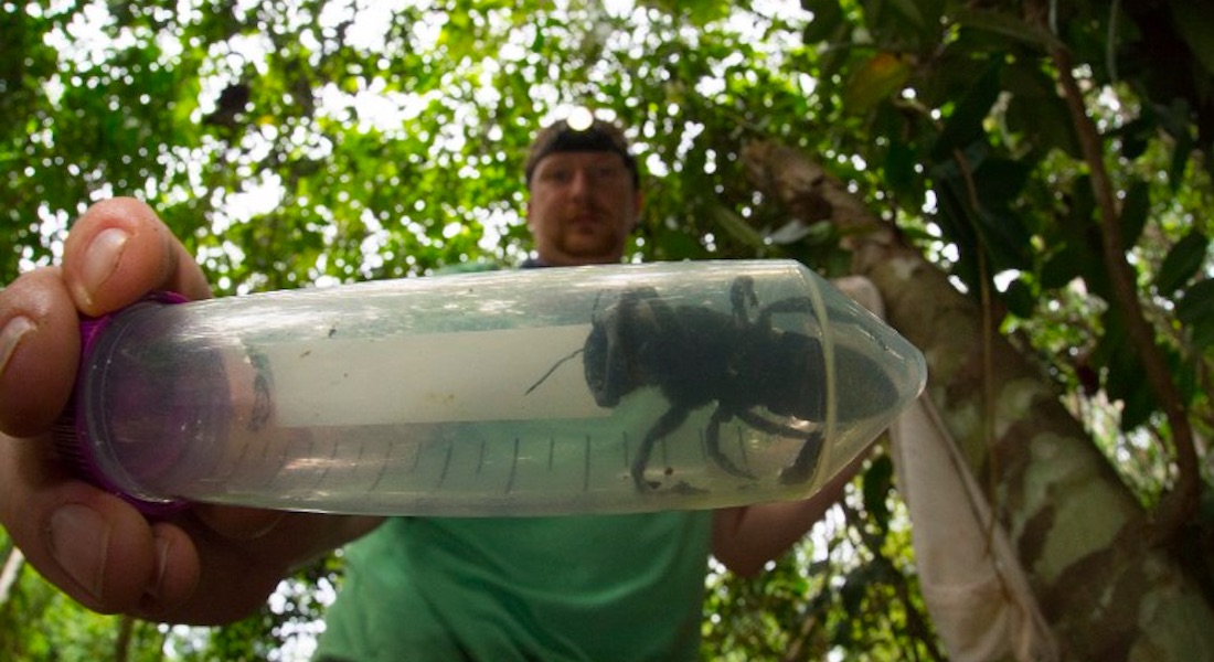 Se creía extinta, pero la abeja más grande del mundo ¡está viva!