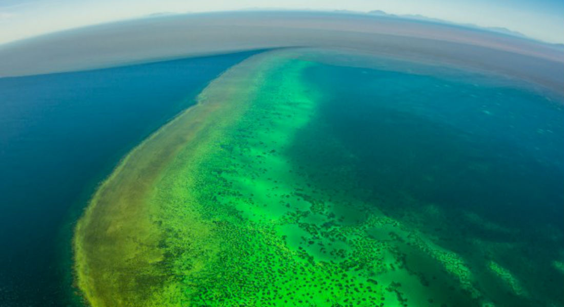En peligro la Gran Barrera de Coral por agua sucia tras inundaciones