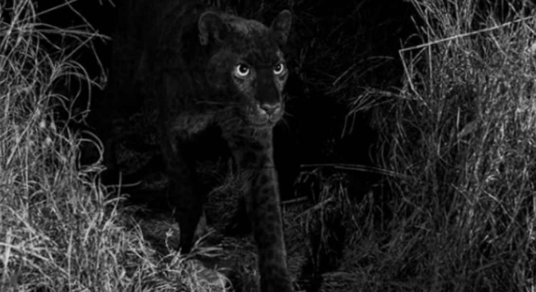 Fotografían Leopardo Negro luego de cien años sin ver uno
