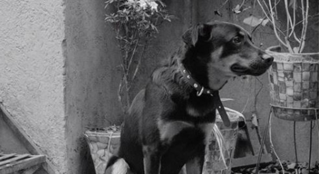 «Borras» el perro «actor» que es un ejemplo de rehabilitación canina