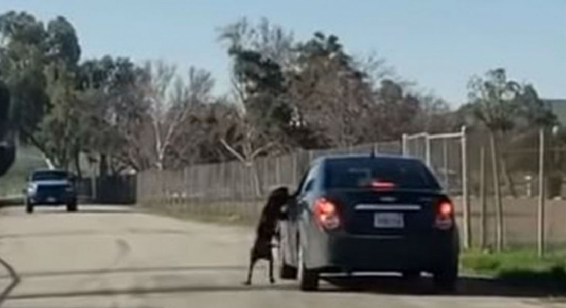 VIDEO: Cachorro “suplica” a su dueño que no lo abandone