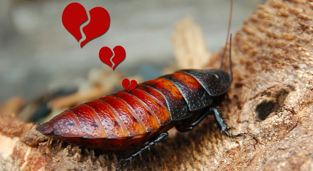 Zoológico invita a bautizar a una cucaracha con el nombre de tu ex