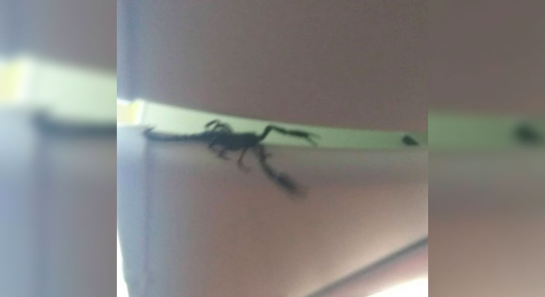 VIDEO: Escorpión gigante se filtra en avión y los pasajeros entran en pánico