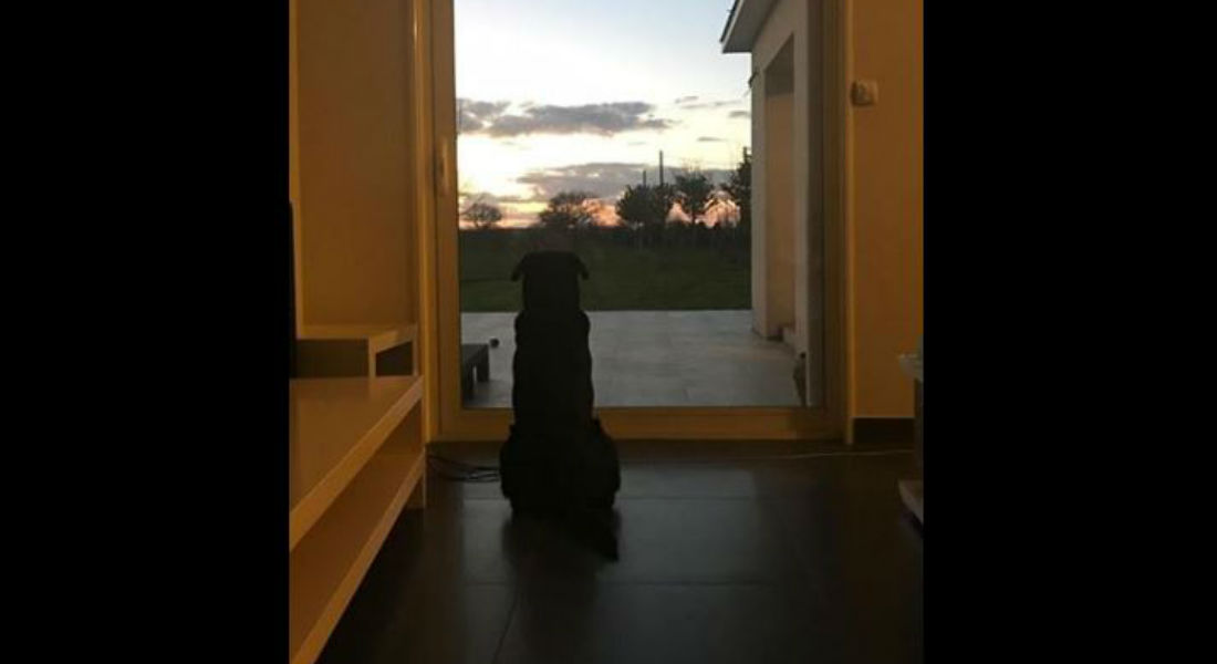 El perro de Emiliano Sala sigue esperando su regreso a casa