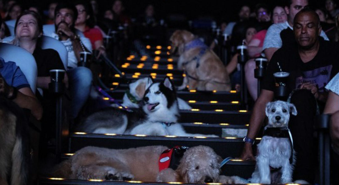 Cine abre sus puertas a 180 perritos para que vean “Mis huellas a casa”