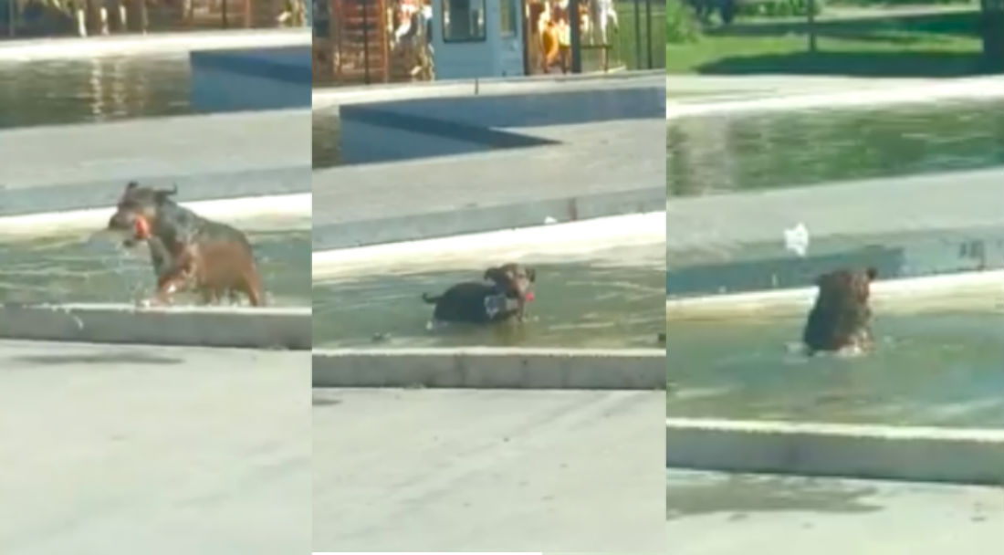 VIDEO: Perrito recoge la basura que los “cochinos” tiran en la calle