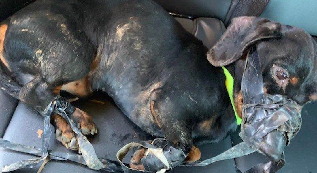 Hombre arroja desde su auto a perro amarrado de patas y hocico