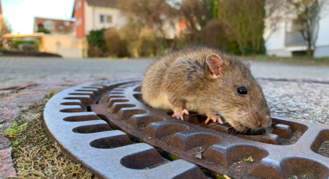 S.O.S. Rescatan a una rata gorda que se quedó atorada en una coladera