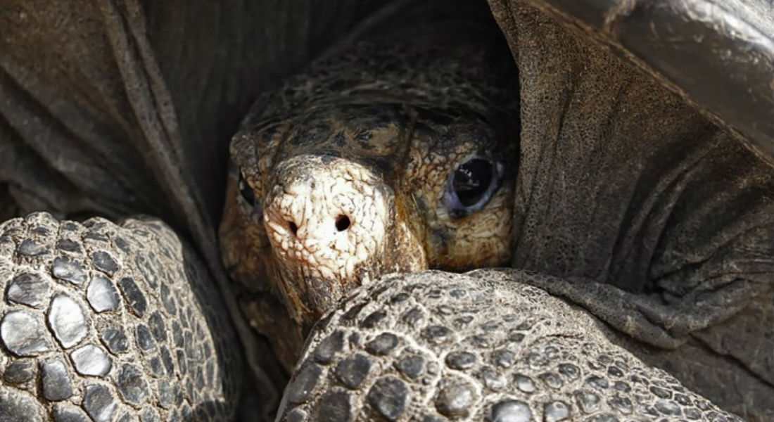 Buscan salvar tortuga que se creía extinta hallada en Galápagos