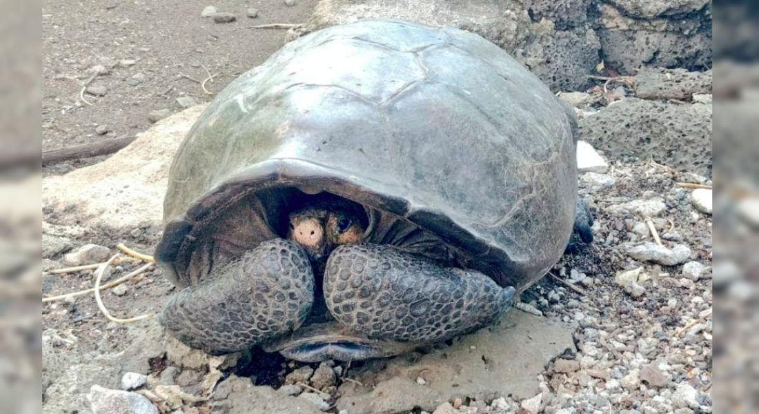 Encuentran tortuga gigante declarada extinta hace cien años