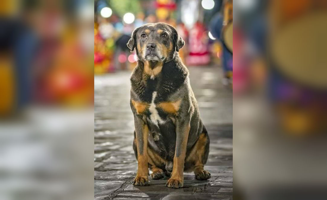 Se llama «Mazapán» y es el perrito más bailador de Oaxaca