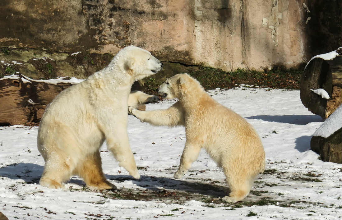 Decenas de osos polares amenazan a comunidad en Rusia