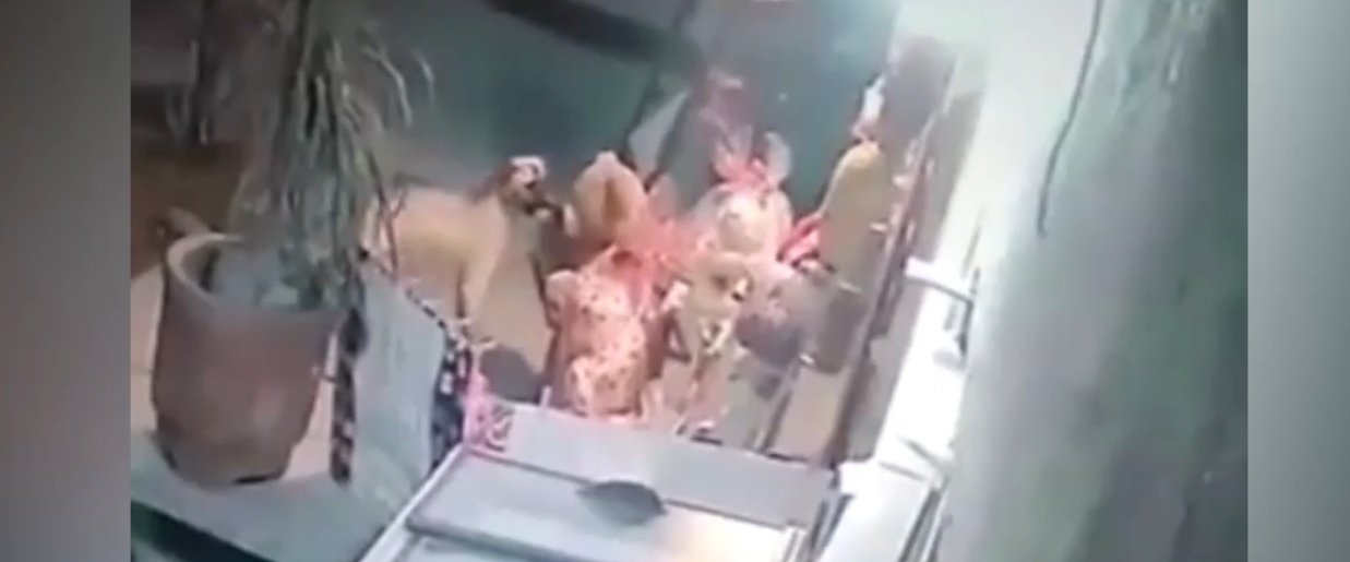 VIDEO: Captan a perrito robando un oso de peluche de $500