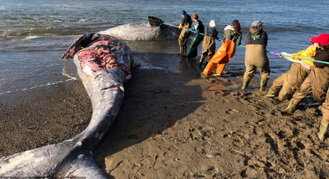 Restos de dos ballenas grises fueron hallados en San Francisco