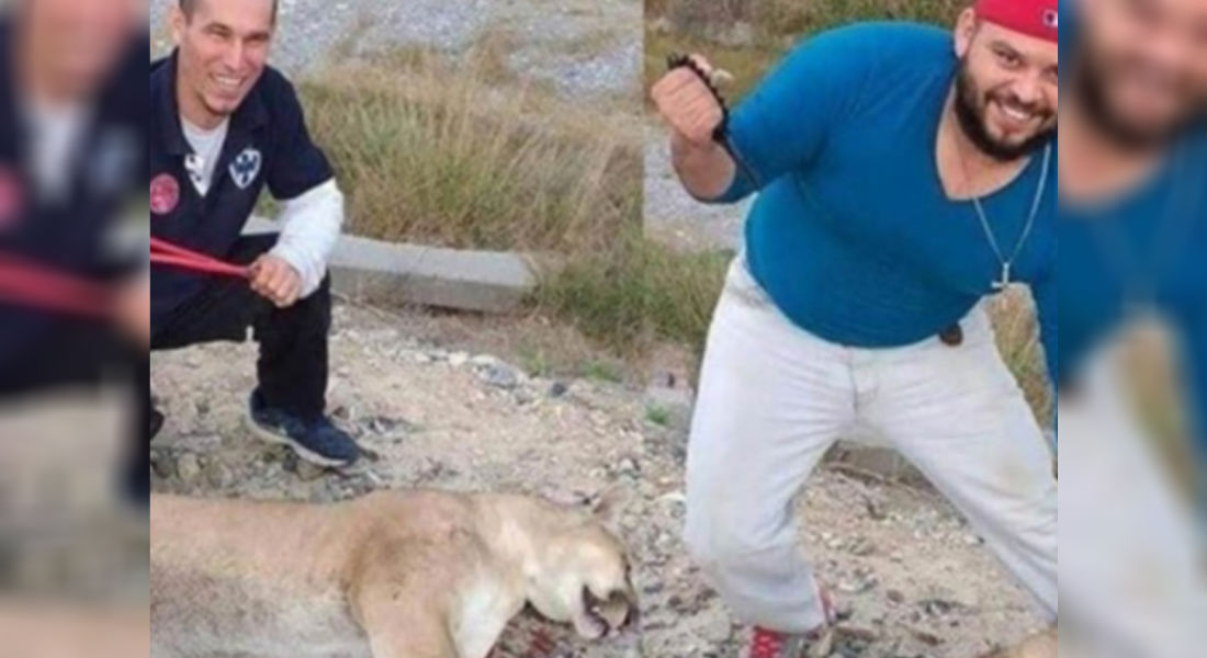 Presentan denuncia contra sujetos que dieron fin a la vida de un puma