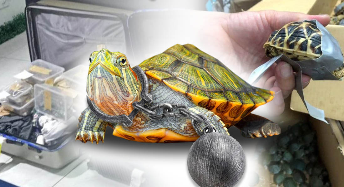 Encuentran mil 500 tortugas envueltas en cinta adhesiva; cruel cautiverio