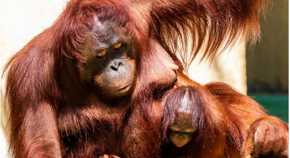Orangutana recibe 74 plomazos junto a su cría
