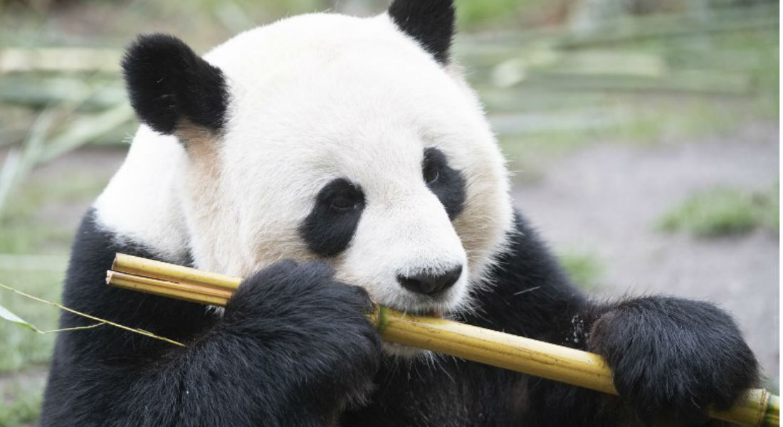 Zoológico de San Diego devuelve a China pandas gigantes