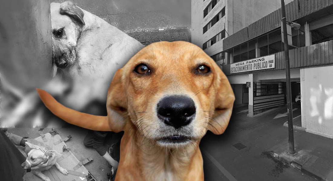 Empleados lanzan de un segundo piso a dos perritos y uno pierde la vida