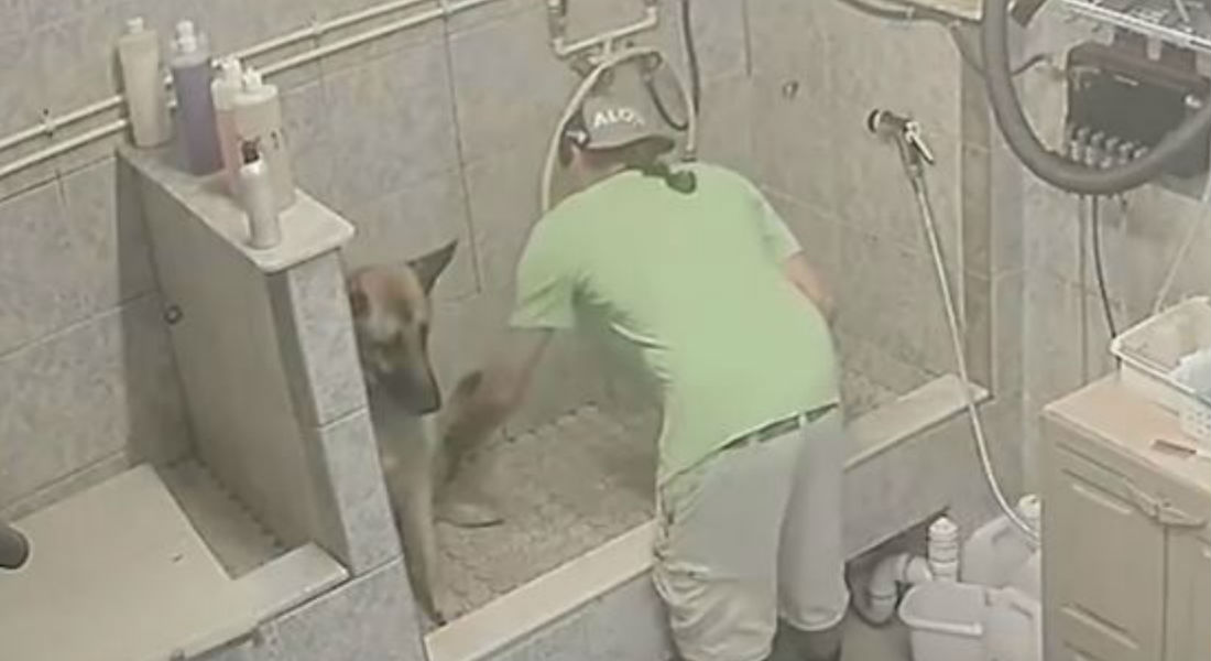 VIDEO: Estilista canino va a la cárcel por romper colita de pastor alemán