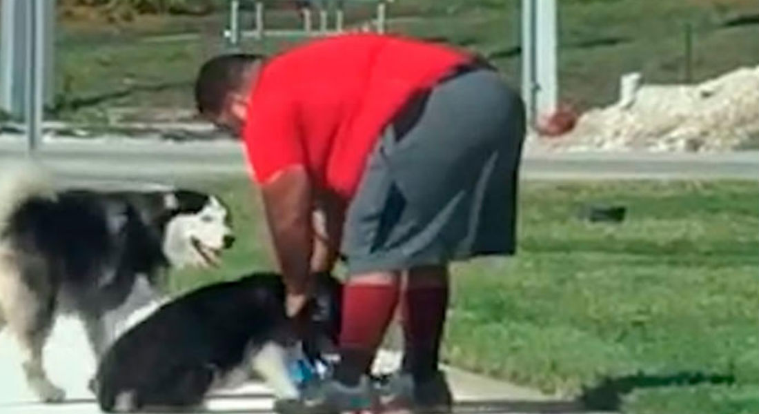 VIDEO: Condenan a “entrenador” de perros que sometió a una husky