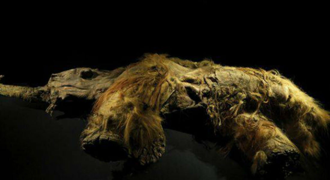 Científicos japoneses logran “revivir” células de un mamut de 28 mil años