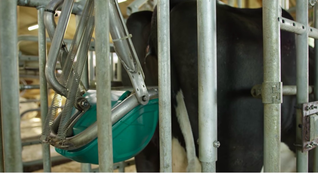 VIDEO: Inventan orinal para vacas destinado a reducir emisiones de gas