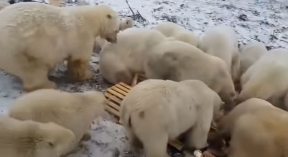 VIDEO: Buscan alimento entre la basura; osos polares invaden Rusia