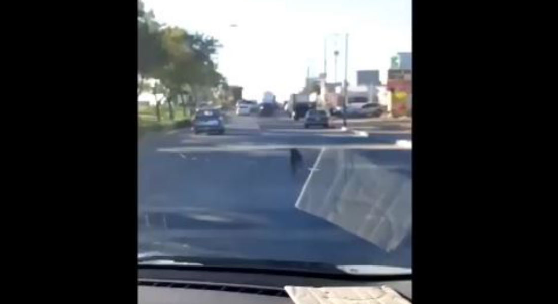 VIDEO: Abandonan a perrito en carretera y lo arrollan cuando trata de alcanzarlos