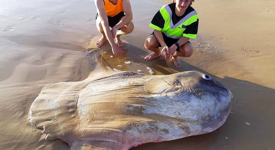 Mundo raro: Encuentran pez luna gigante encallado en la playa