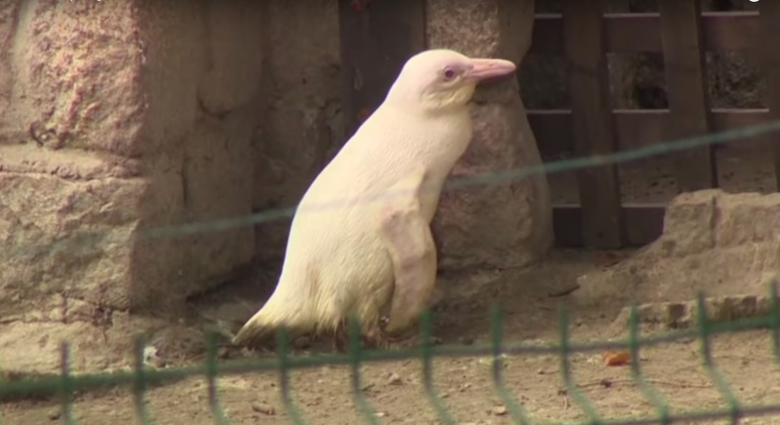 VIDEO: Pingüino albino es presentado en zoológico de Polonia