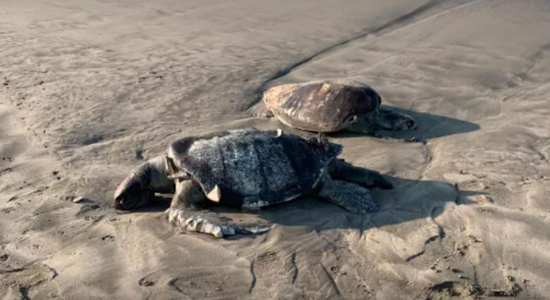 Encuentran restos de tortugas y un delfín en costas de Acapulco
