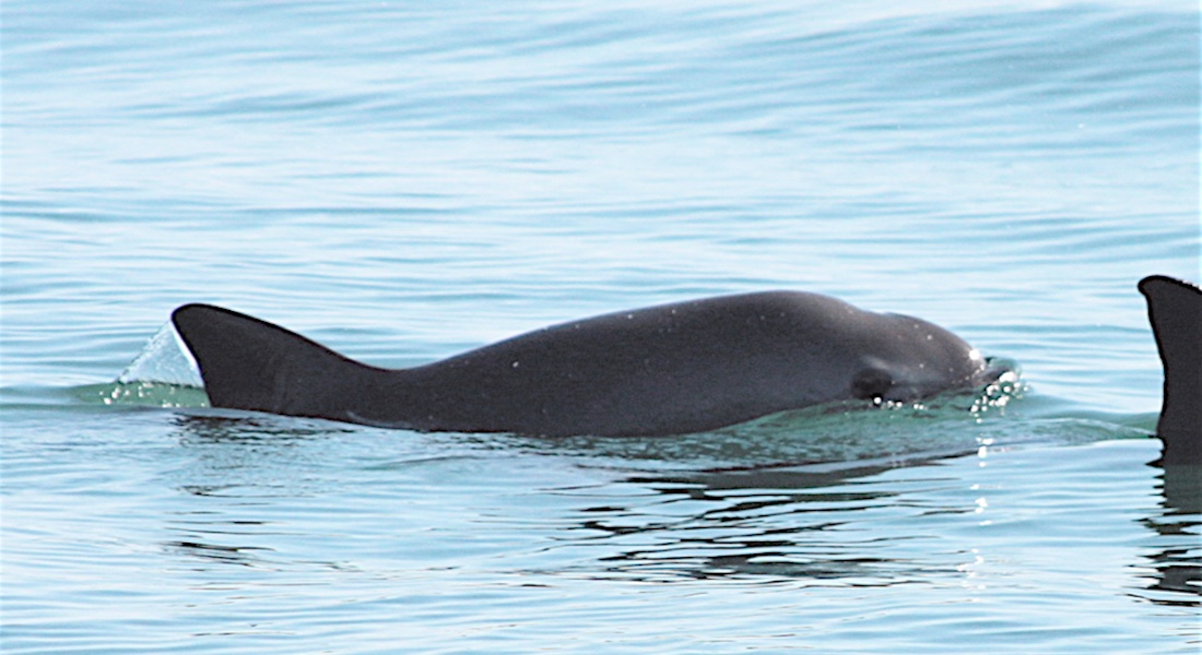 Hábitat de la vaquita marina, declarado Patrimonio Mundial en peligro