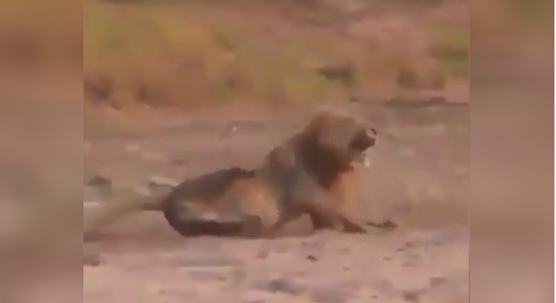VIDEO: Cazador «acaba» con león dormido y lo celebra