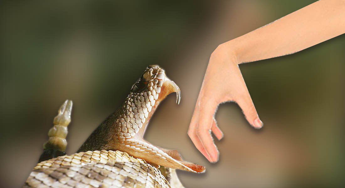 Mordeduras de serpientes son catalogadas como enfermedad tropical