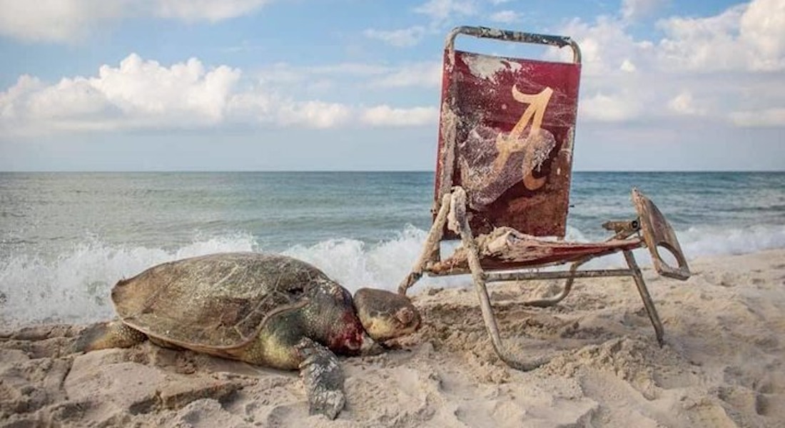 FOTOS: Hallan tortuga con una silla de playa atada al cuello