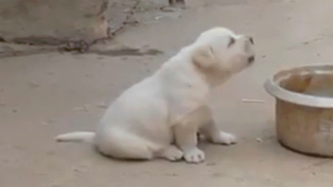 VIDEO: Cachorrito se pone a cacarear como gallina