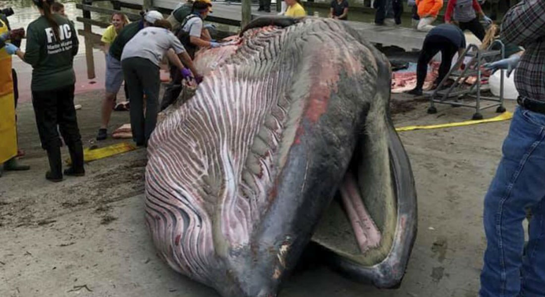 Extracción de crudo pone en riesgo a las ballenas de Bryde
