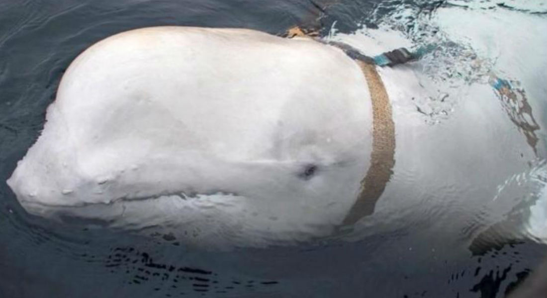 VIDEO: Beluga escapa de experimento militar para pedir auxilio